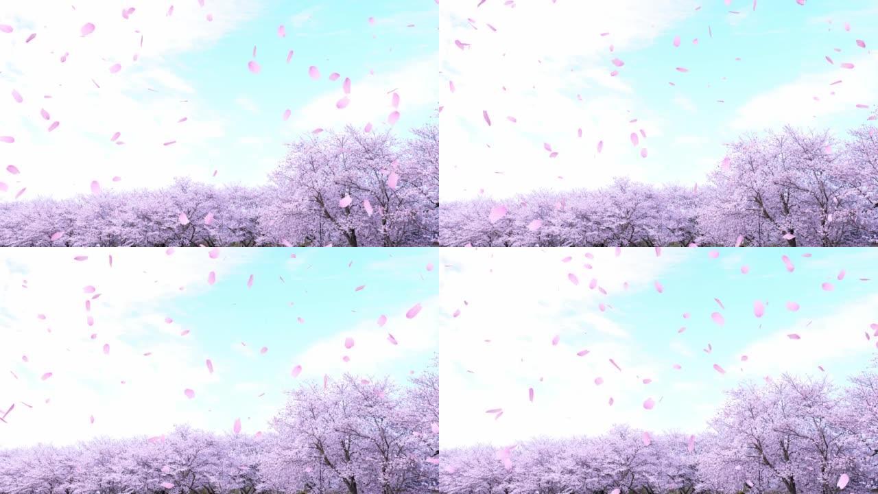 内衬樱桃树和散落的樱花花瓣 “CG合成”