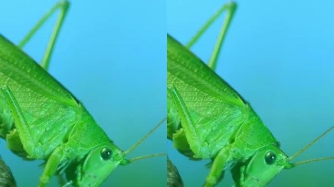 垂直视频: 大绿蚱hopper的特写肖像坐在树枝上。Great green bush-cricket