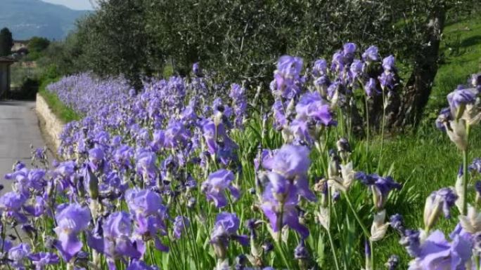在托斯卡纳的基安蒂地区，在风中摇曳的橄榄树间，美丽绽放的鸢尾花。鸢尾 (iris Pallida)，