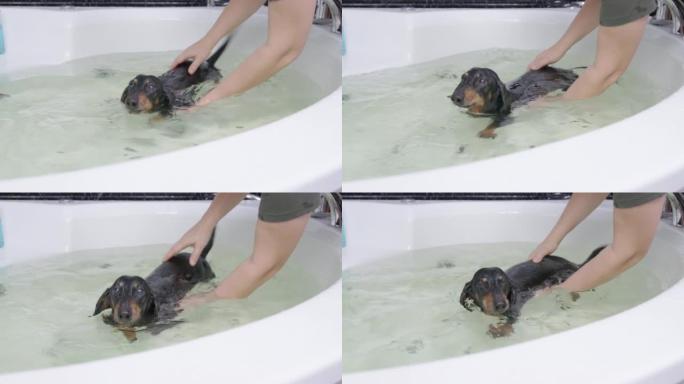 洗澡时，小狗在浴缸里的教练。主人在带温水的浴缸里游泳腊肠狗，为长脊椎特写的动物进行康复沐浴。