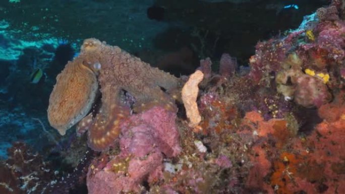 一天章鱼在礁石藻类和珊瑚中寻找食物