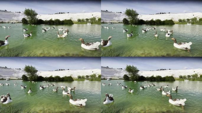 土耳其棉花堡温泉湖中的灰鹅