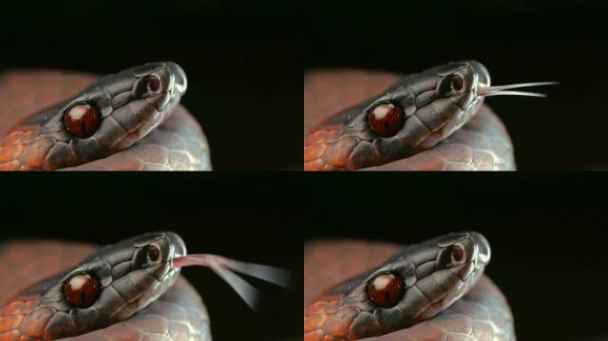 热带扁蛇 (Siphlophis compressus)