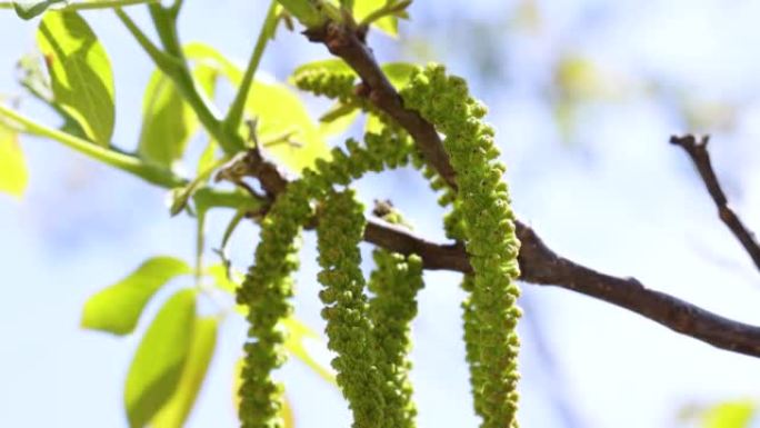 春花树核桃与年轻的绿叶慢动作视频