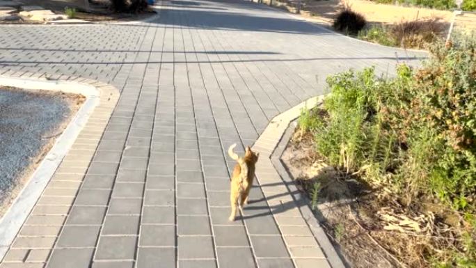 美丽的姜猫与巨大的阴影向前行走