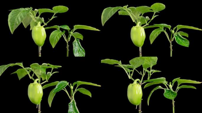 甜椒植物生长的时间流逝