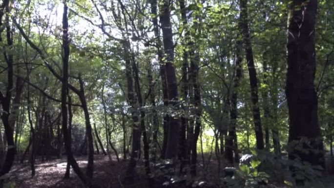 林地之春-萨韦尔纳克森林-英格兰