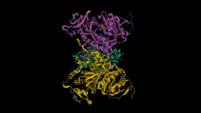 腺苷环磷酸的人可溶性腺苷酸环化酶的结构