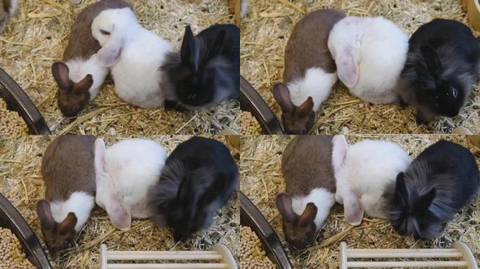 Three Small fluffy multicolored rabbits eating foo