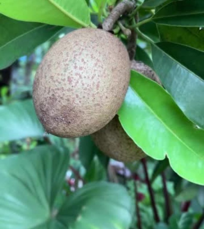 年轻的Manilkara zapota或棕色果实在树上生长