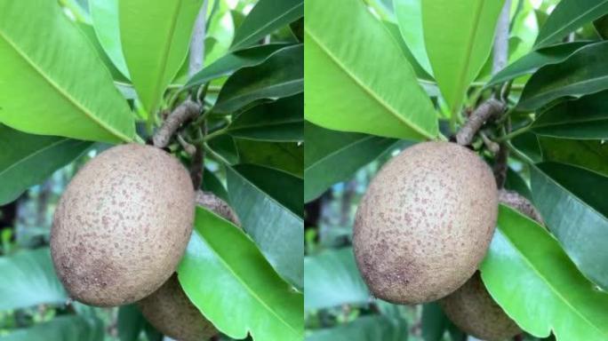 年轻的Manilkara zapota或棕色果实在树上生长