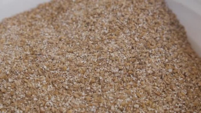 已碾碎的大麦用于酿造麦芽的细节