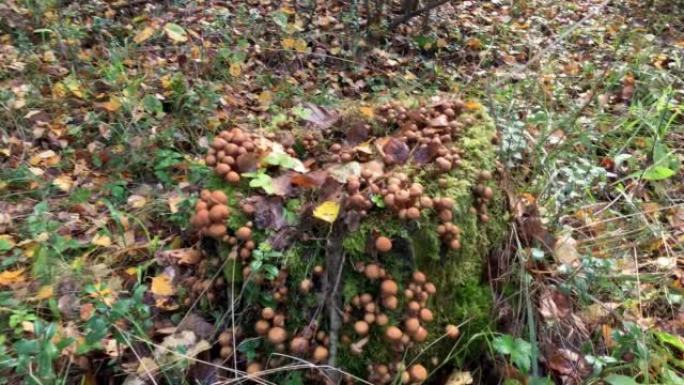 Bunch of mushrooms in the forest in autumn time in