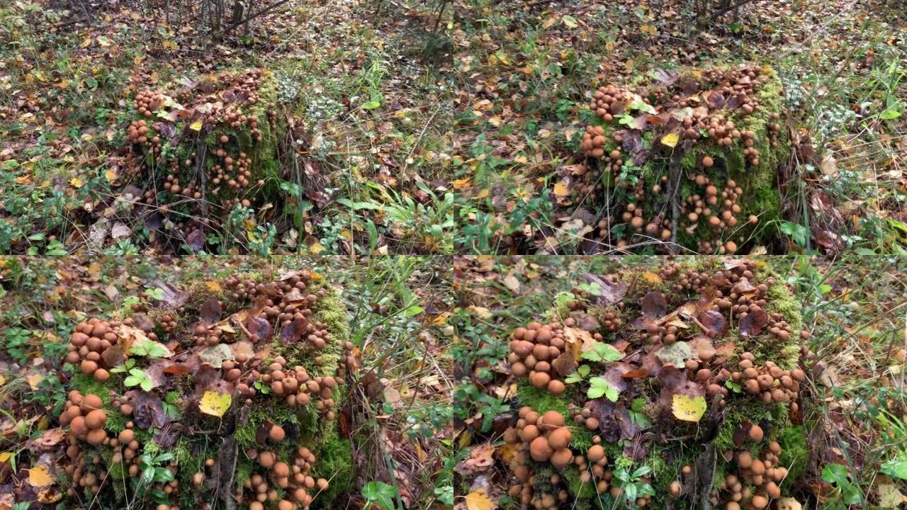 Bunch of mushrooms in the forest in autumn time in