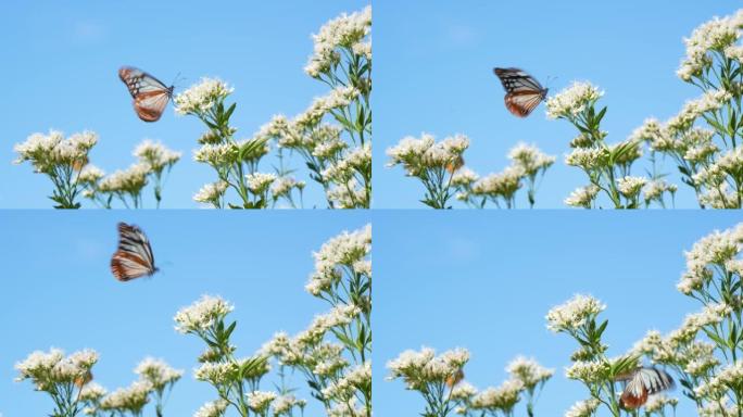 一只名为 “栗子老虎” 的蝴蝶飞来飞去的4k慢动作视频