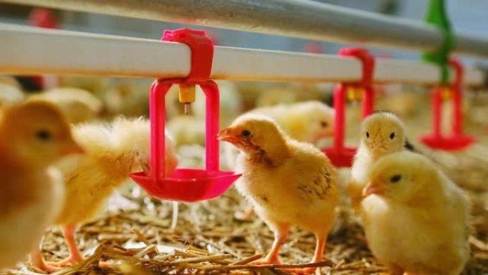 农场的雏鸡饮用奶嘴系统的水