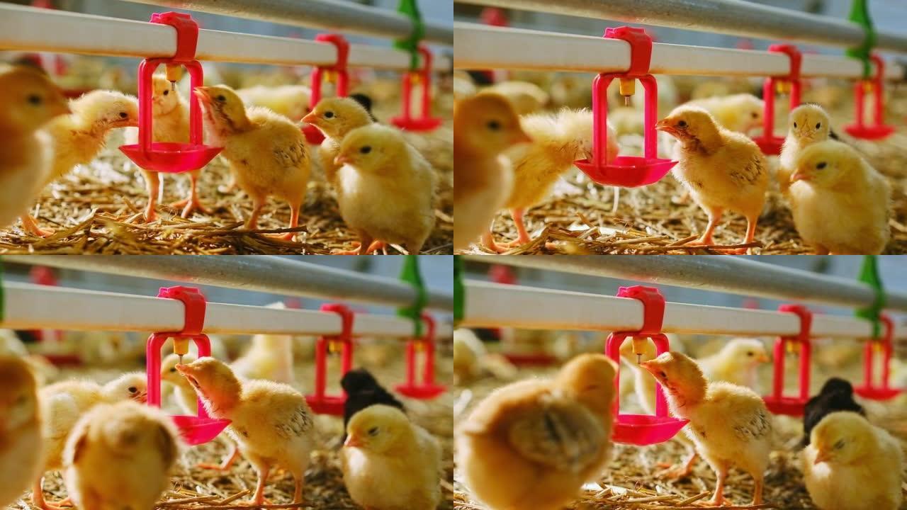 农场的雏鸡饮用奶嘴系统的水