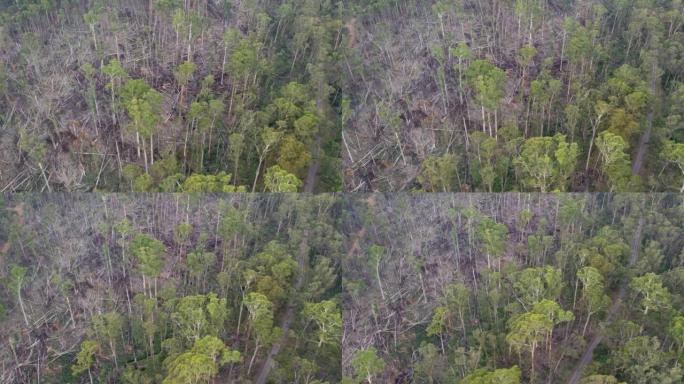 澳大利亚维多利亚州2021年6月10日发生严重风暴9个月后，里昂维尔附近树木倒下的森林的反向无人机镜