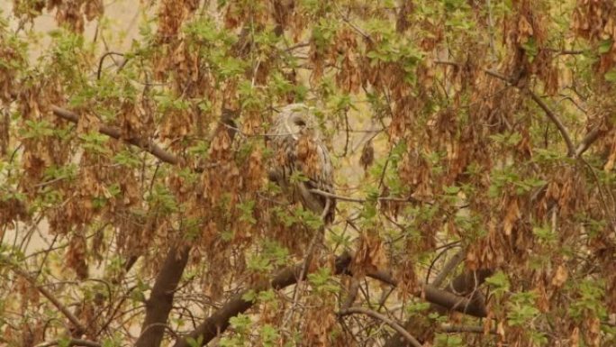 野猫头鹰在树枝上，有年轻的春叶，朝着不同的方向转动