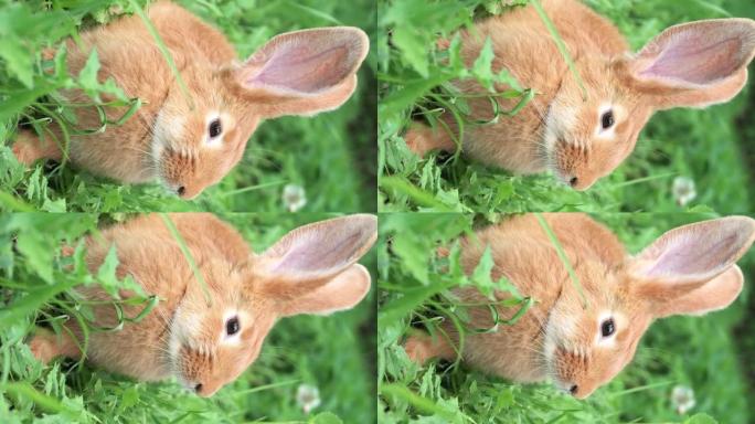 肖像有趣的红色兔子在绿色的年轻多汁的草地上春天在花园里，有大耳朵胡须