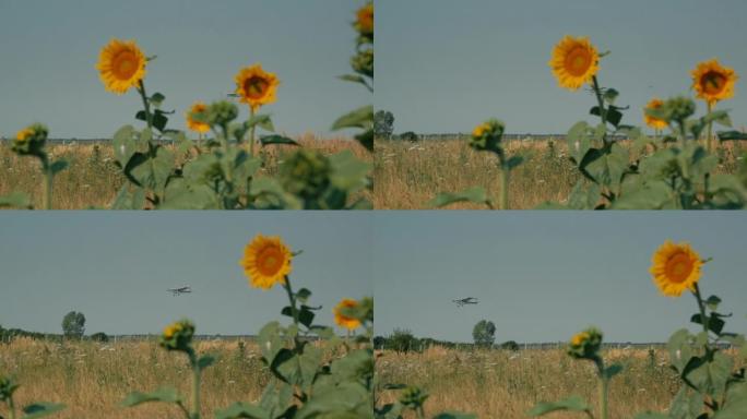 Airplane and sunflower - Low Angle