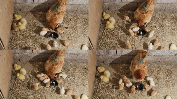 从上方看一只鸡，鸡舍的地板上有小蓬松的鸡，用爪子耙稻草，啄地板上的谷物。慢动作，家禽养殖