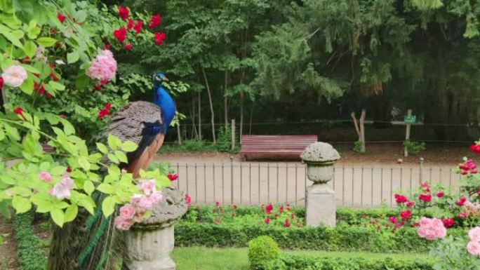 西班牙，晚春，美丽的孔雀在瓦拉多利德的坎波格兰德花园