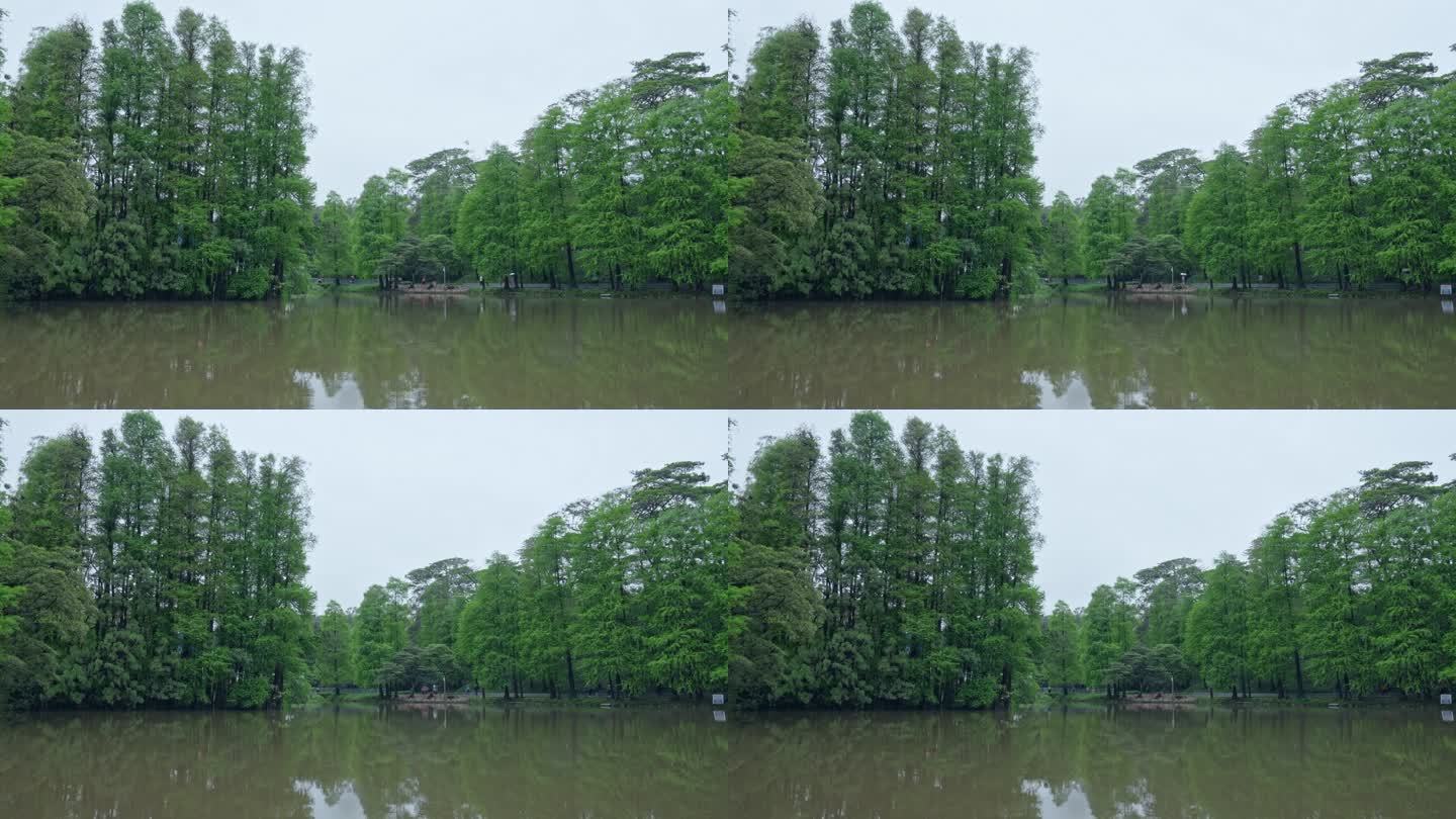 实拍春雨后广州天河公园湖堤上的游人与水杉