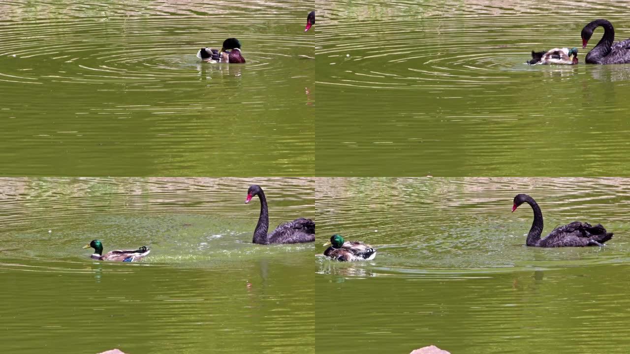 野鸭在绿湖遇到黑天鹅时受到惊吓