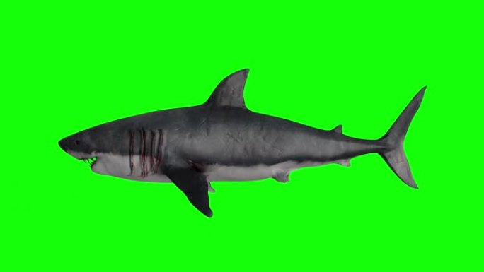孤立在绿色背景上的动画鲨鱼。3d鲨鱼游泳