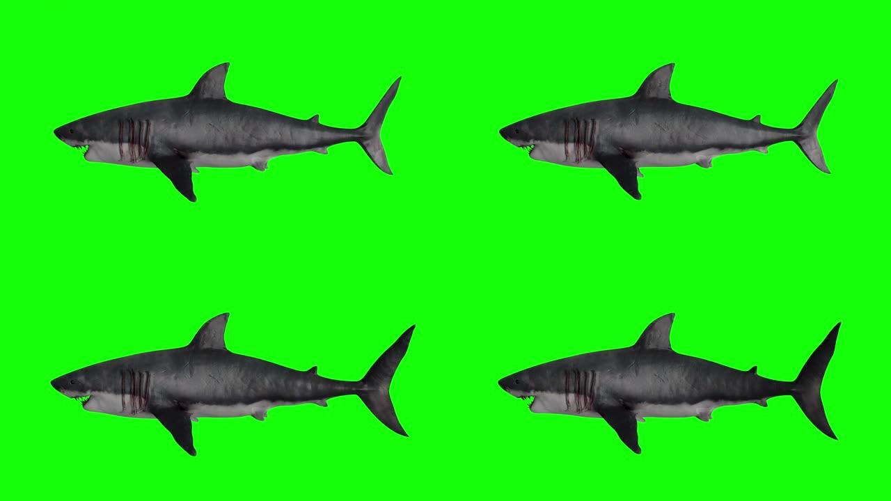 孤立在绿色背景上的动画鲨鱼。3d鲨鱼游泳