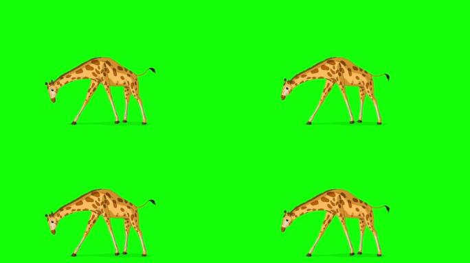 大长颈鹿吃草色度键全拍