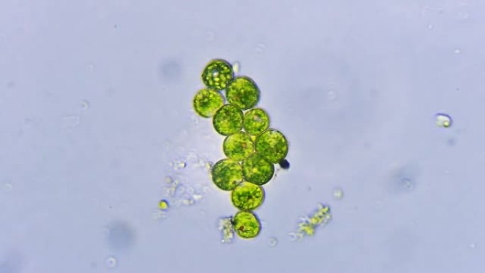 微生物-euglena原生动物集落