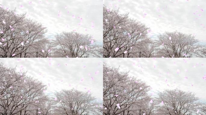 盛开的樱花树和在多云的天空中吹起的花瓣 “CG合成”