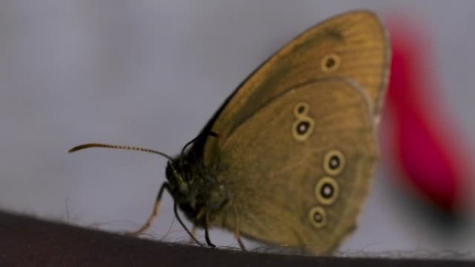 微距摄影中翅膀明亮的蝴蝶。创意。美丽的昆虫，翅膀大，坐在草地上的风景，翅膀上有一个图案，太阳的光线照