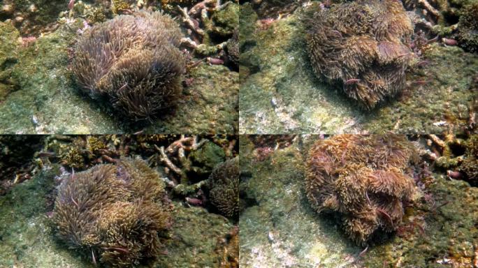 寄主海葵触手之间的两栖动物周围鱼或海葵游泳