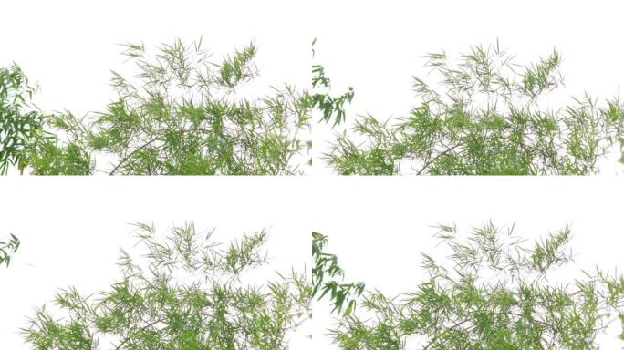 一些被风移动的竹叶，白色背景