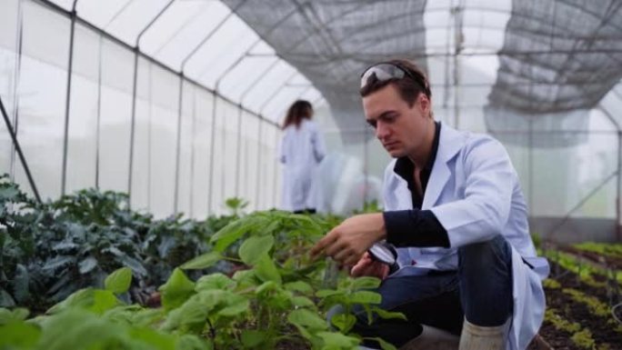夫妻农艺师在温室中检查植物的质量，同时将数据输入笔记本电脑