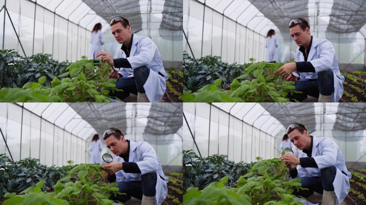 夫妻农艺师在温室中检查植物的质量，同时将数据输入笔记本电脑