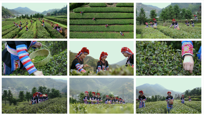 采茶 摘茶叶 春茶