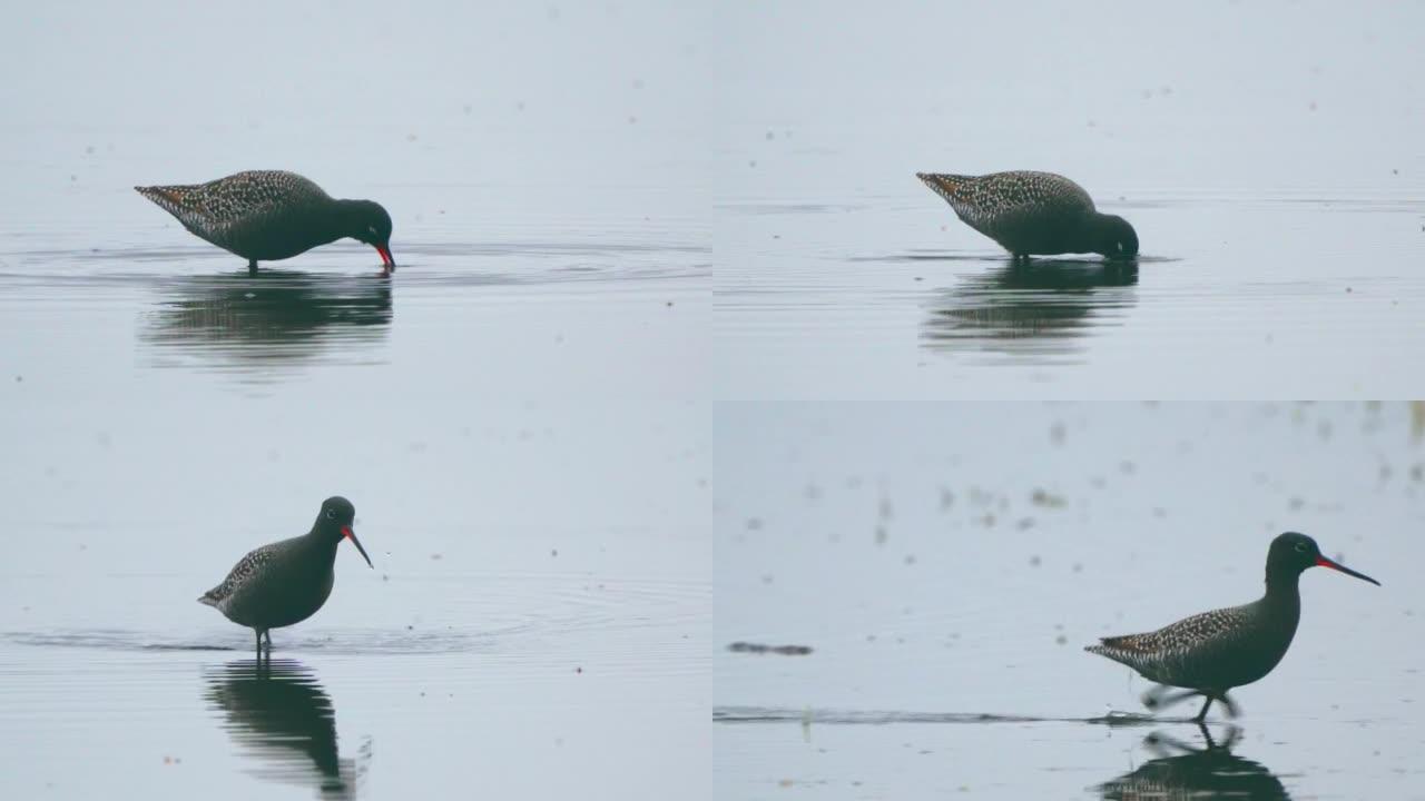 在繁殖羽毛中的沙piper鸟斑红斑 (Tringa erythropus) 雄性穿过沼泽寻找食物，并
