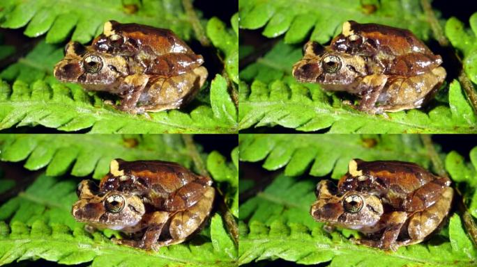 玛莎的雨蛙 (Pristimantis martiae)