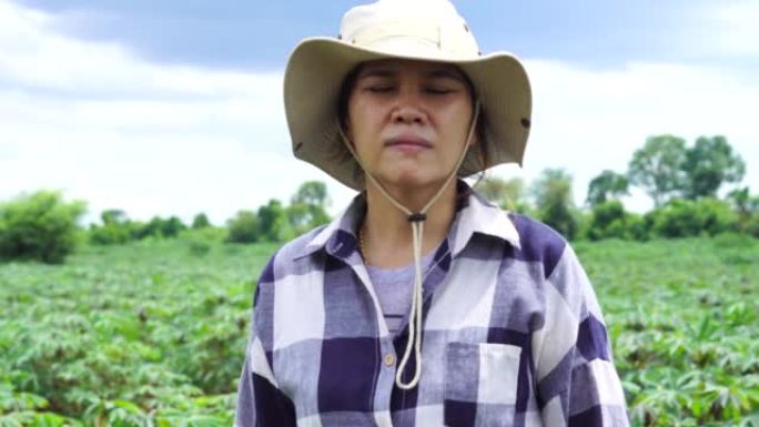 一个戴着帽子的女人站在木薯田里。