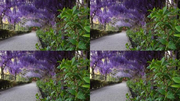 美丽绽放的紫色紫藤在风中摇摆着。意大利佛罗伦萨米开朗基罗广场附近花园里盛开的紫藤隧道。