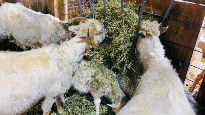 山羊在山羊农场吃干草或草。山羊食品。