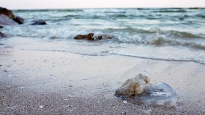死去的水母躺在亚速海上水签名的沙滩上