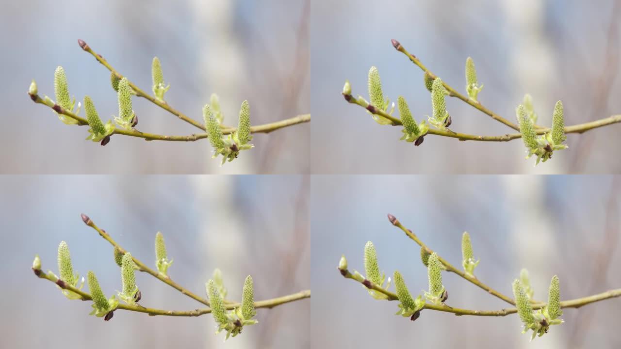 在阳光明媚的春天，柳枝上有雄性柳絮或花朵在微风中摇曳。