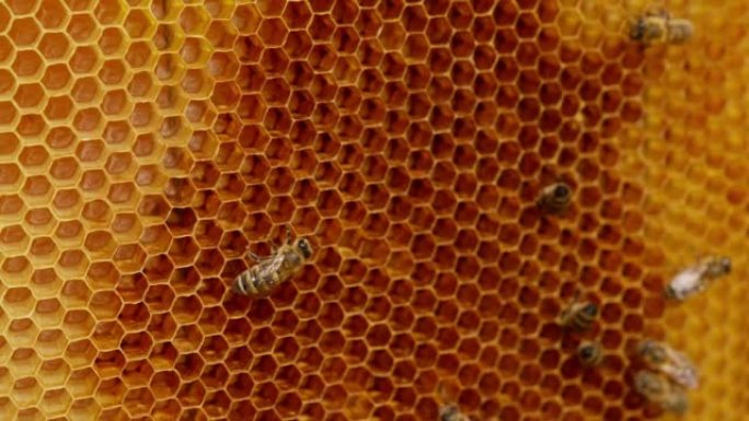 一些工蜂在空的蜡细胞周围爬行。勤劳的昆虫创造了蜂巢。特写。