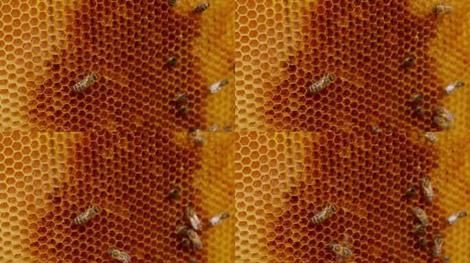一些工蜂在空的蜡细胞周围爬行。勤劳的昆虫创造了蜂巢。特写。