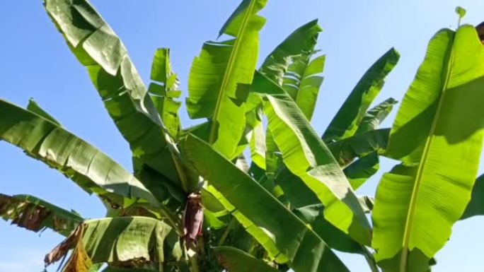 一棵香蕉树在风中吹动的镜头